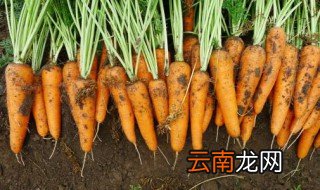 胡萝卜种植与管理 教你点技术