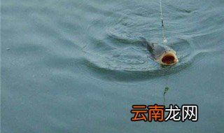 钓鲢鱼调漂方法 具体方法如下