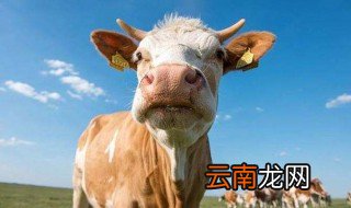 牛打栏一般几天 母牛的打栏期