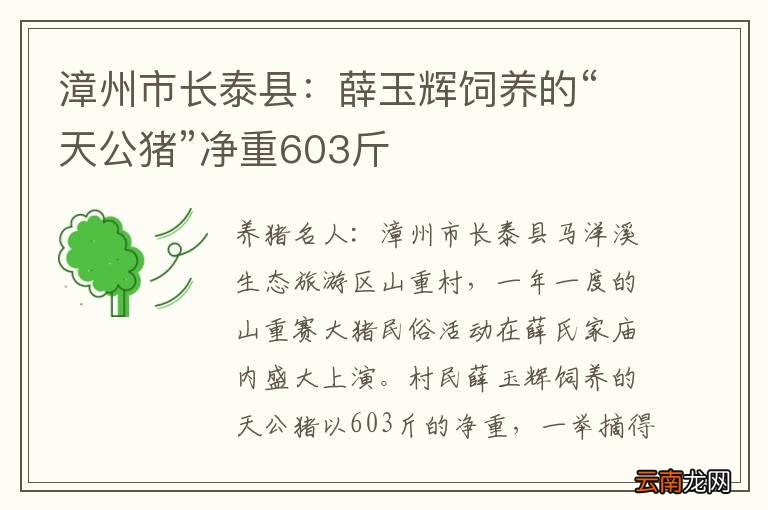 漳州市长泰县：薛玉辉饲养的“天公猪”净重603斤