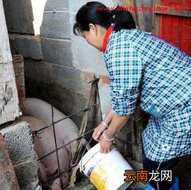 夏石镇农利本生猪科学饲养技术