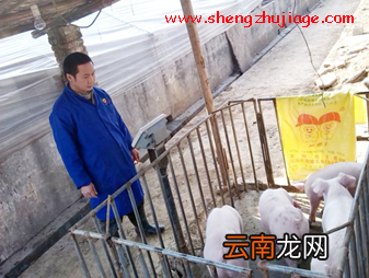 养猪冠军:怎么才能养好猪?怎么才能得养猪冠军?