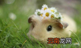 仓鼠的房子怎么做 快速助你解决问题