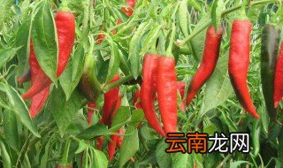 辣椒高产种植技术 来看看吧