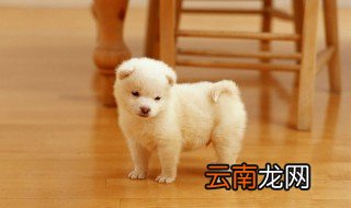 怎样鉴别狗能长多大 有哪些鉴别方法