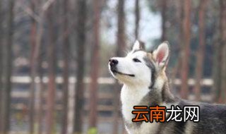 狗一岁相当于人几岁阿拉斯加犬 阿拉斯加1岁相当于人的几岁