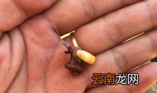 钓鲫鱼蚯蚓怎么挂 大家要注意了