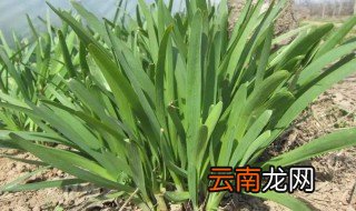 最粗的韭菜品种 家常简单却色香味俱全