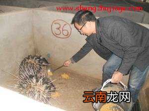 丁维科：生态小岛养豪猪，