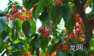 樱桃大棚多大最好 长和宽都有讲究