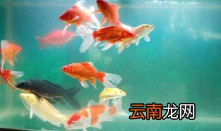 什么鱼好养 新手适合养什么鱼