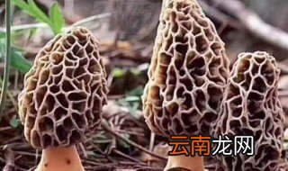 羊肚菌的种植技术 教你种出鲜美的羊肚菌
