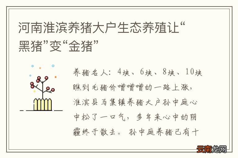 河南淮滨养猪大户生态养殖让“黑猪”变“金猪”