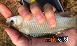 怎样用蚯蚓钓鲫鱼 如何用蚯蚓钓鲫鱼