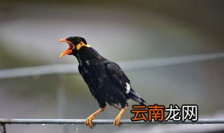 养鹩哥犯法吗 现在你知道了吗