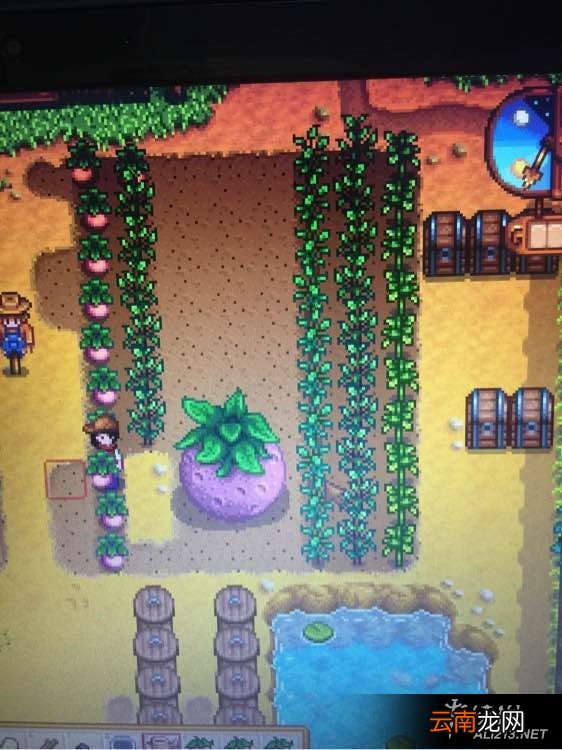 《星露谷物语 / 像素谷》巨型植物种植及收获方法解析攻略