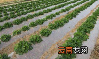 大棚蔬菜用白地膜好还是黑地膜好 了解清楚