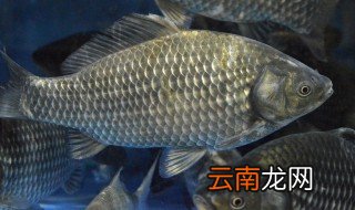 深秋夜钓鲫鱼技巧 深秋如何夜钓鲫鱼