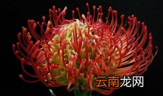 拍摄花卉黑背景技巧 拍出花卉黑背景的六个技巧