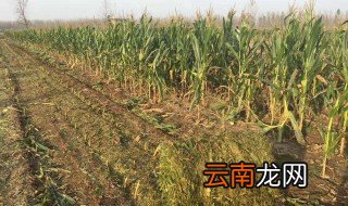 捆玉米技巧 学会了吗