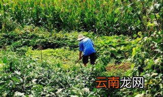 农村50到60岁买什么保险适合 疑难解答