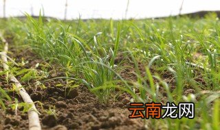 韭菜育苗方法 每一步都不可少