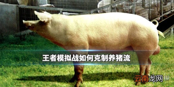 王者模拟战如何克制养猪流 王者模拟战什么阵容克制养猪