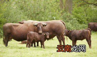 母牛是怎么独自分娩的 母牛是怎么分娩的