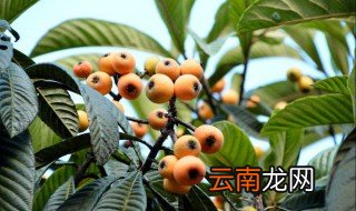 枇杷树几年结果 你吃了吗