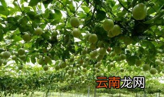 百香果的种植与管理 来学习学习吧