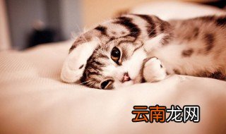 养猫必看的十大技巧 看完你就知道了