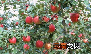 苹果树怎么摘心 如何摘苹果树心