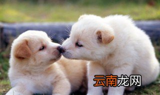 狗狗会喜欢异性吗 不知道的人来看看吧