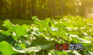 光合作用理论的创始人 光合作用介绍