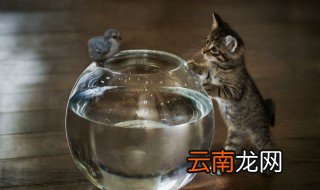 雀和鹊的区别 雀和鹊有什么不同
