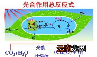 光和作用的暗反应场所 光和作用的暗反应场所在哪里