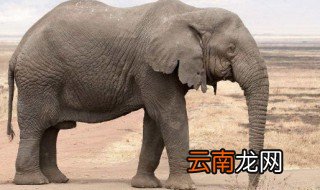 大象的尾巴有什么用 关于大象的尾巴风俗
