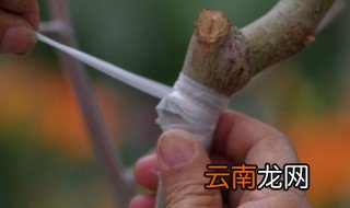 苹果树嫁接方法 你知道它的嫁接时间吗