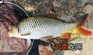 11月如何钓大鲤鱼 11月怎么钓大鲤鱼
