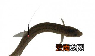 泥鳅钓鱼的挂法 具体方法如下