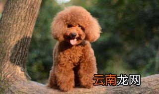 有的泰迪怎么那么大 它到底值不值钱呢