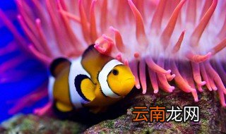 如何养小丑鱼 养鱼小技巧送给你