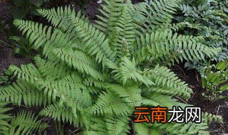 蕨类植物手抄报内容 蕨类植物简单介绍