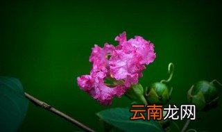 荫蔽和荫庇的区别 荫蔽和荫庇的区别介绍