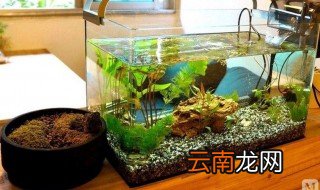 养鱼十大禁忌 你可以看看