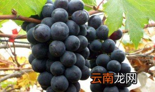 葡萄树怎么施肥 葡萄的施肥方法