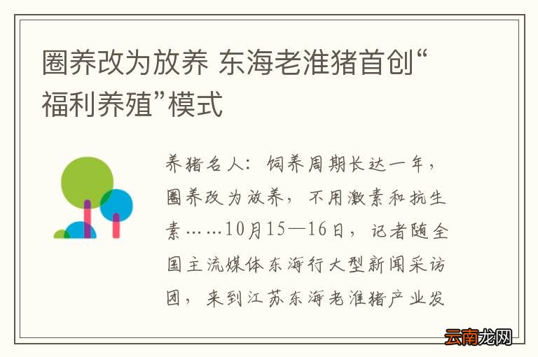 圈养改为放养 东海老淮猪首创“福利养殖”模式