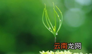 描写春雨的句子佳句 关于描写春雨的优美句子