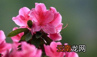 描写杜鹃花的优美句子 形容杜鹃花的唯美句子