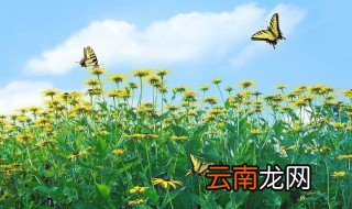 描写春天花的优美句子 描写春天花朵的优美句子